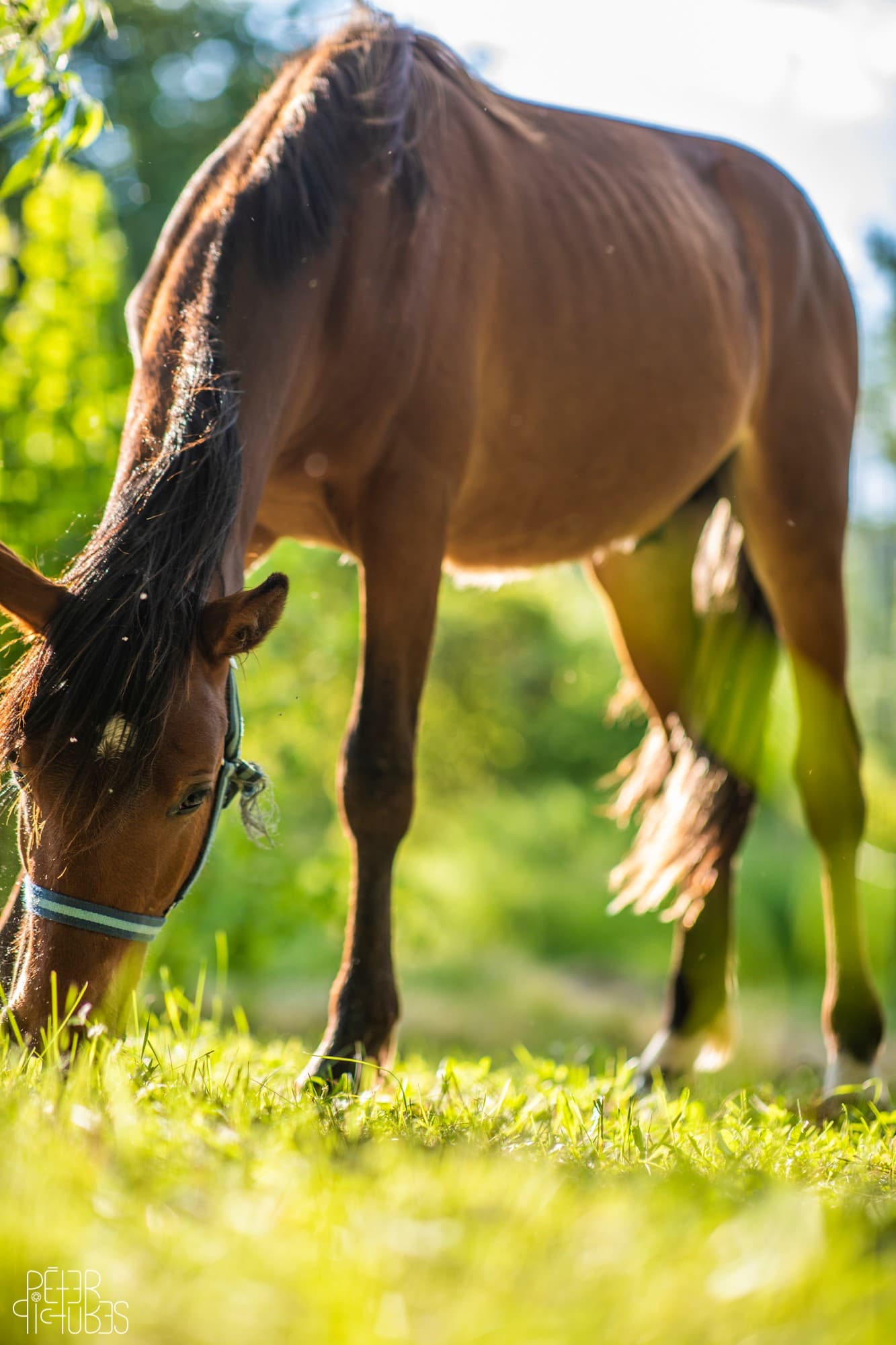 Lovasóra a Nomád Bár lovasudvarában a Dunakanyarban
